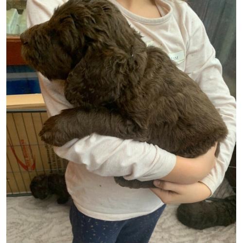 4 Beautiful chunky labradoodles left out a litter of 7