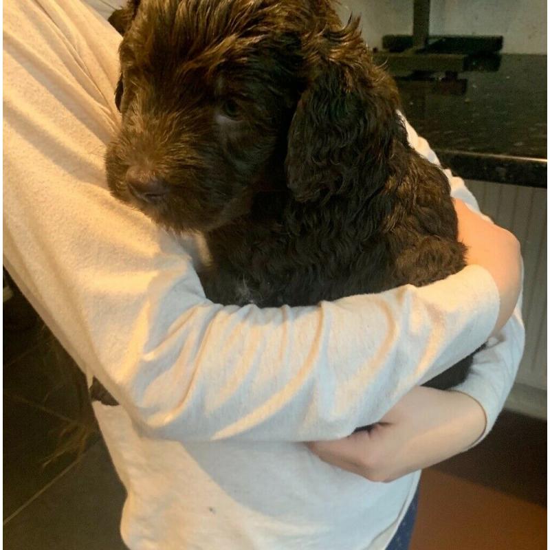 4 Beautiful chunky labradoodles left out a litter of 7