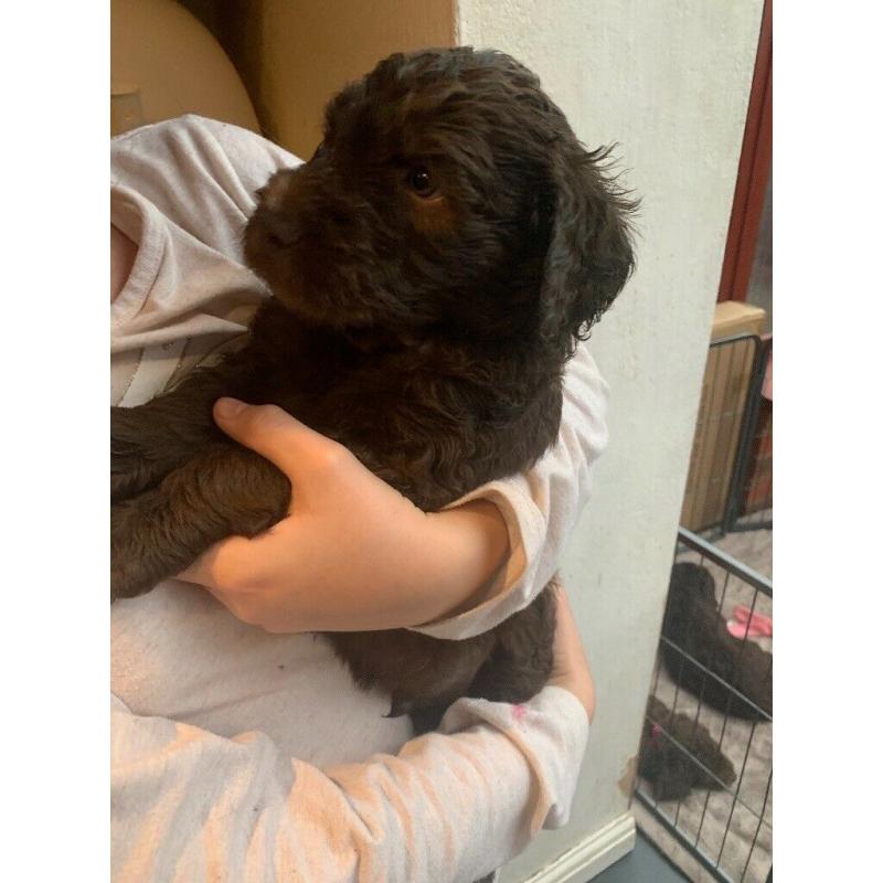 4 Beautiful chunky labradoodles left out a litter of 7