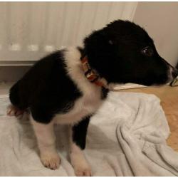 Border collie