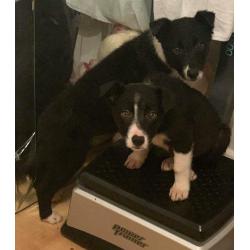 Border collie