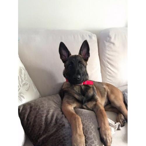 Female Belgian shepherd puppy