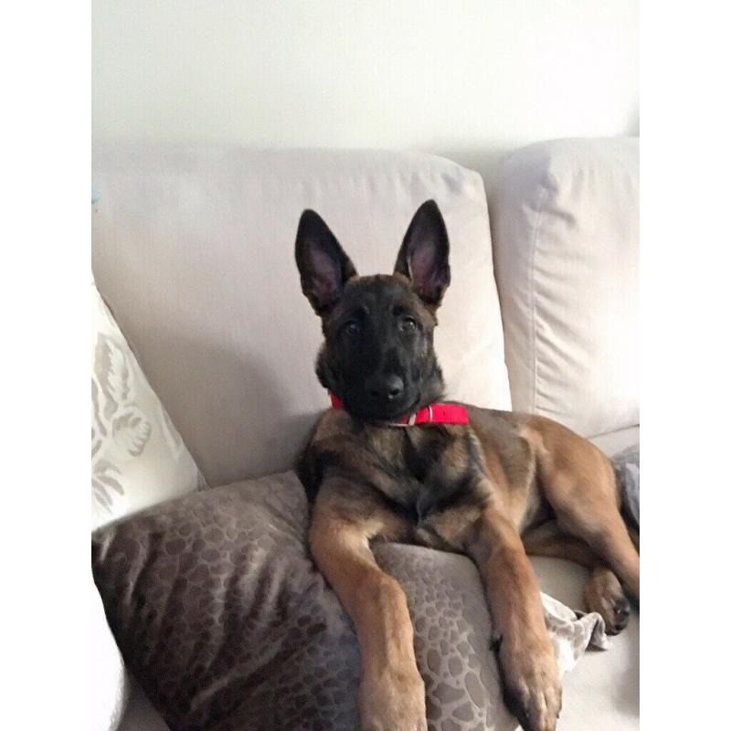 Female Belgian shepherd puppy