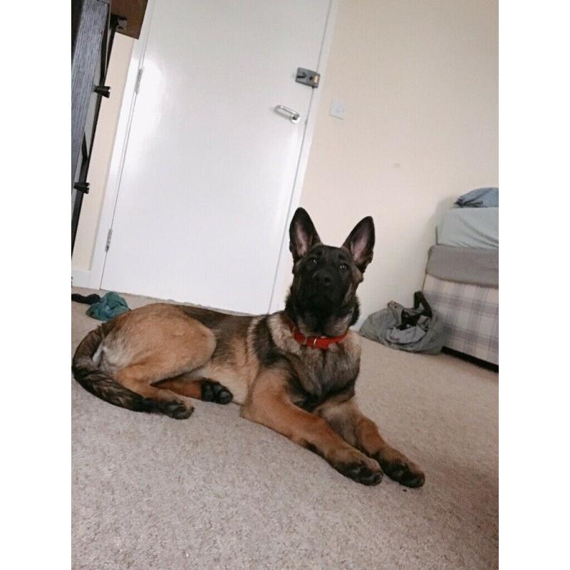 Female Belgian shepherd puppy
