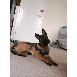 Female Belgian shepherd puppy