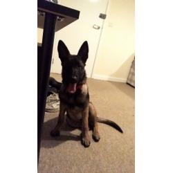 Female Belgian shepherd puppy
