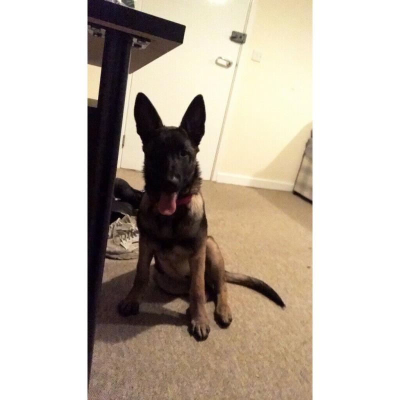 Female Belgian shepherd puppy