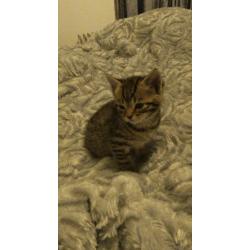 4 beautiful kittens *all awaiting visits*