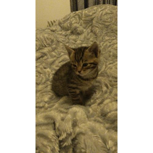 4 beautiful kittens *all awaiting visits*