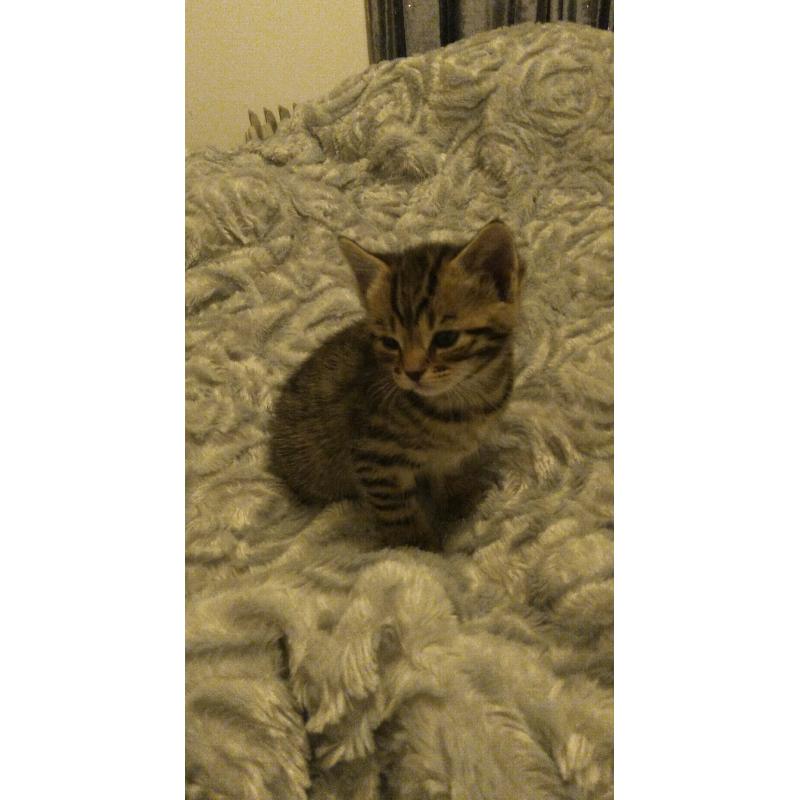 4 beautiful kittens *all awaiting visits*