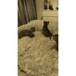 4 beautiful kittens *all awaiting visits*