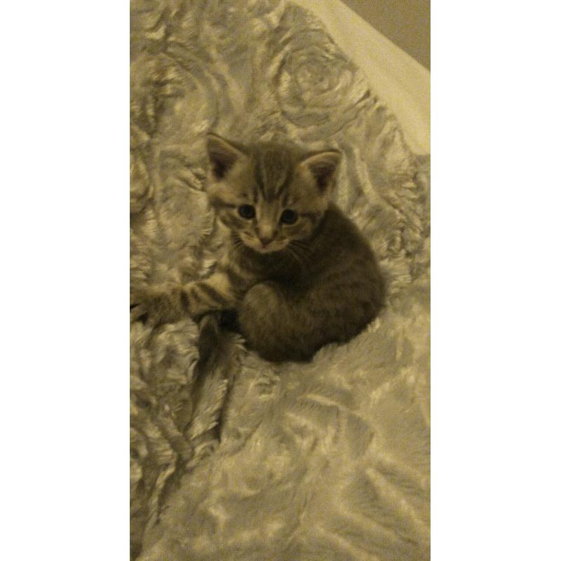 4 beautiful kittens *all awaiting visits*