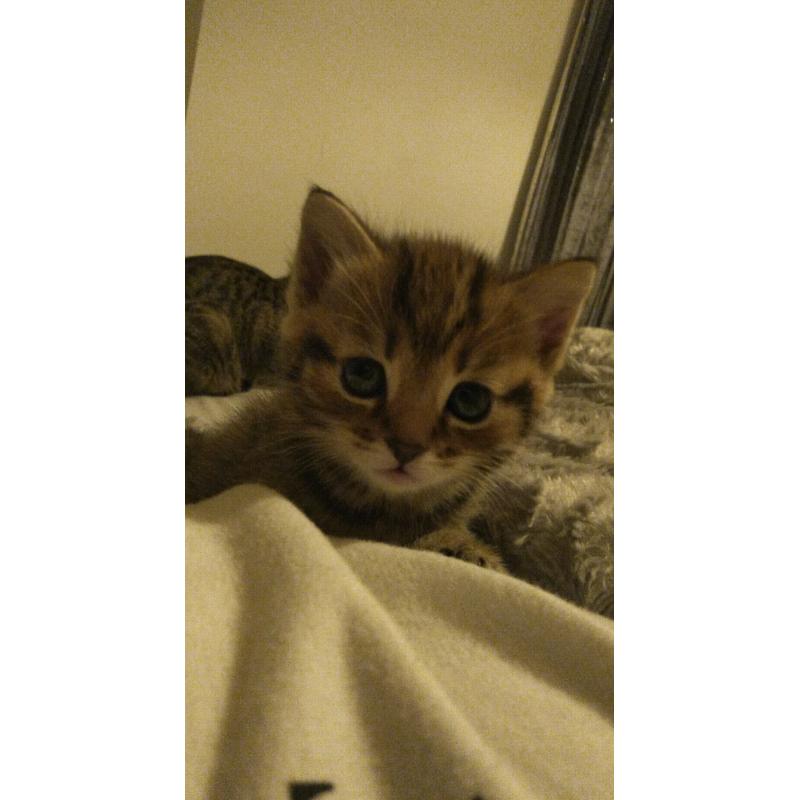4 beautiful kittens *all awaiting visits*