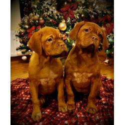 Dogue De Bordeaux Pups