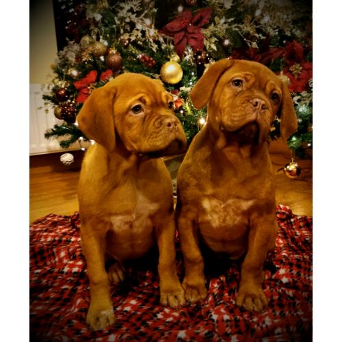Dogue De Bordeaux Pups