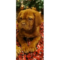 Dogue De Bordeaux Pups