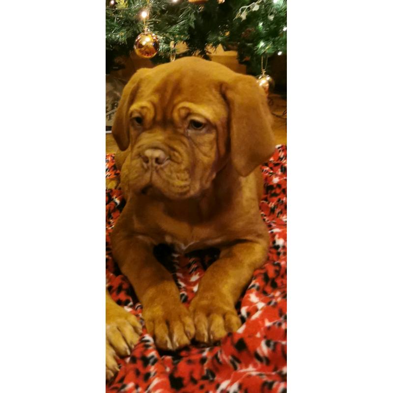 Dogue De Bordeaux Pups