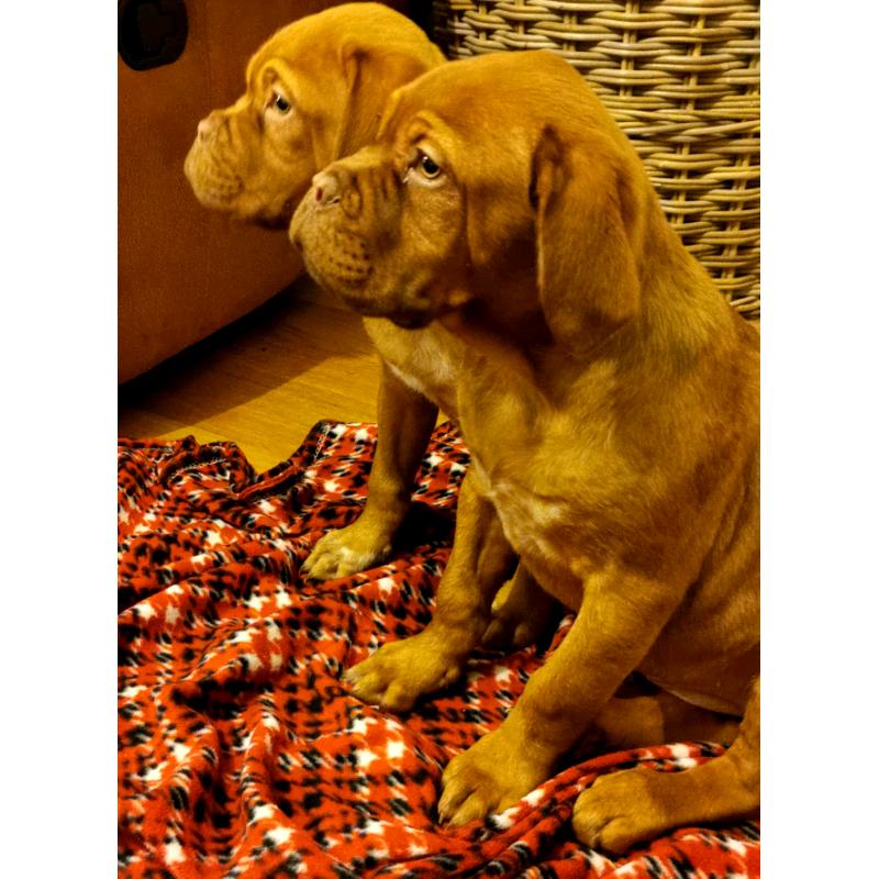 Dogue De Bordeaux Pups