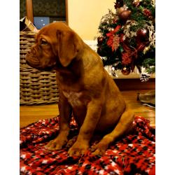 Dogue De Bordeaux Pups