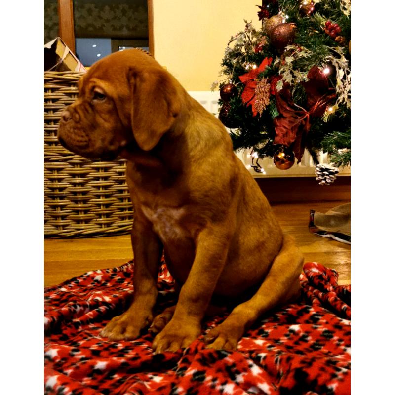 Dogue De Bordeaux Pups