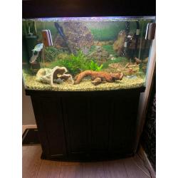 Fish tank