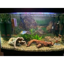 Fish tank
