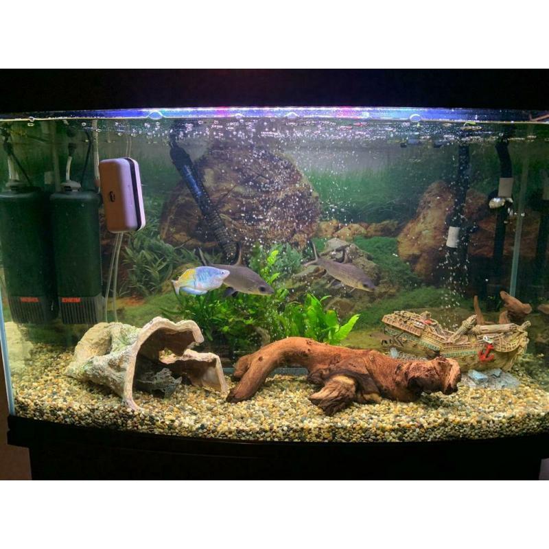 Fish tank