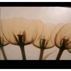 Large Tulip Brown Canvas Print