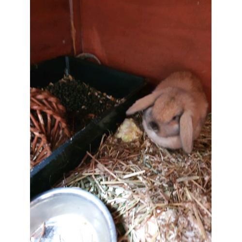 Mini lop baby rabbit male