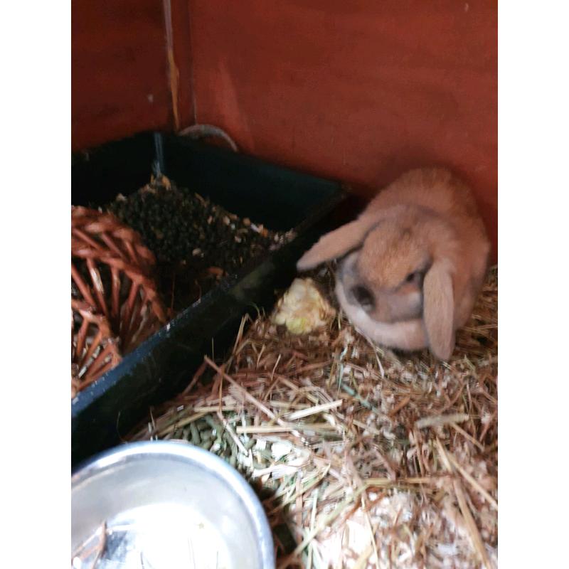 Mini lop baby rabbit male