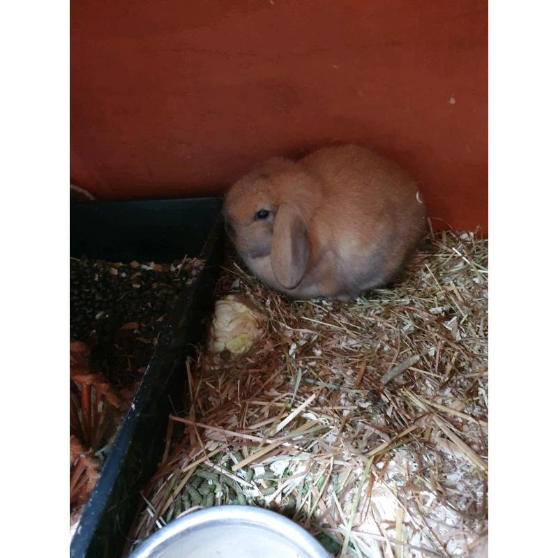 Mini lop baby rabbit male