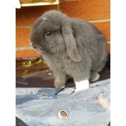 Mini lop baby rabbit male