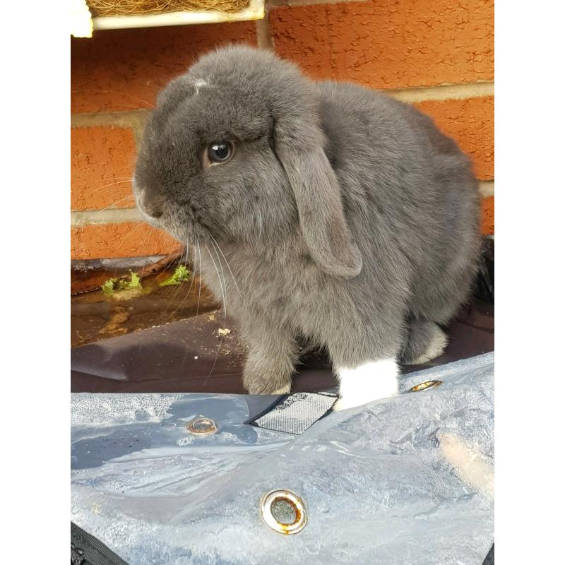 Mini lop baby rabbit male