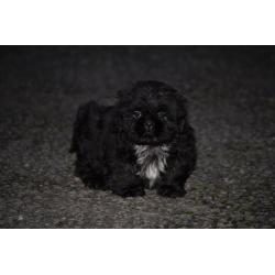 Shih tzu puppies