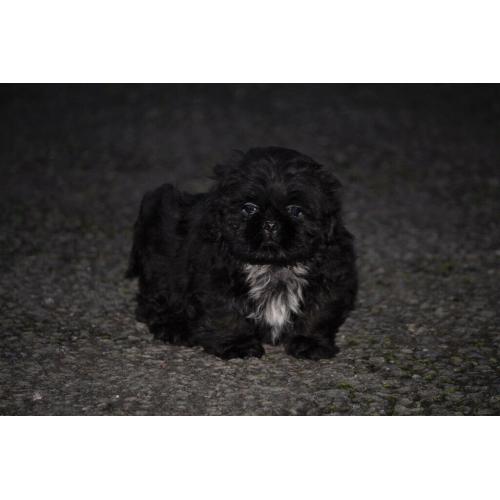 Shih tzu puppies