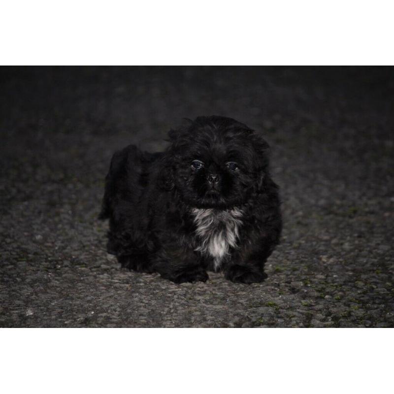 Shih tzu puppies