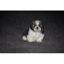 Shih tzu puppies
