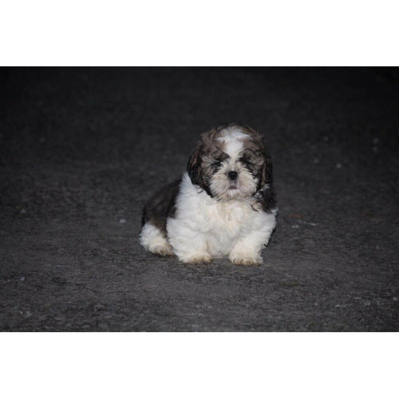 Shih tzu puppies