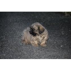 Shih tzu puppies