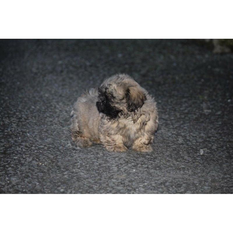 Shih tzu puppies