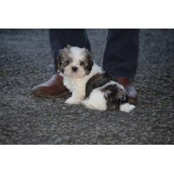 Shih tzu puppies