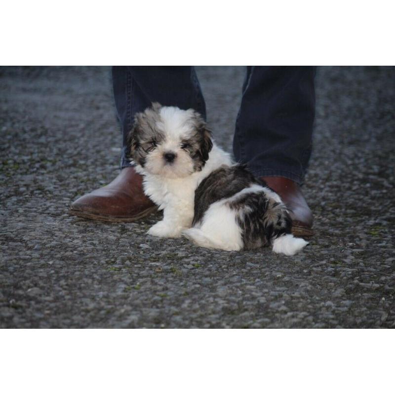 Shih tzu puppies