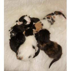 x7 Beautiful little Kittens looking for a loving forever home!!! (ALL RESERVED)