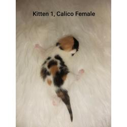x7 Beautiful little Kittens looking for a loving forever home!!! (ALL RESERVED)