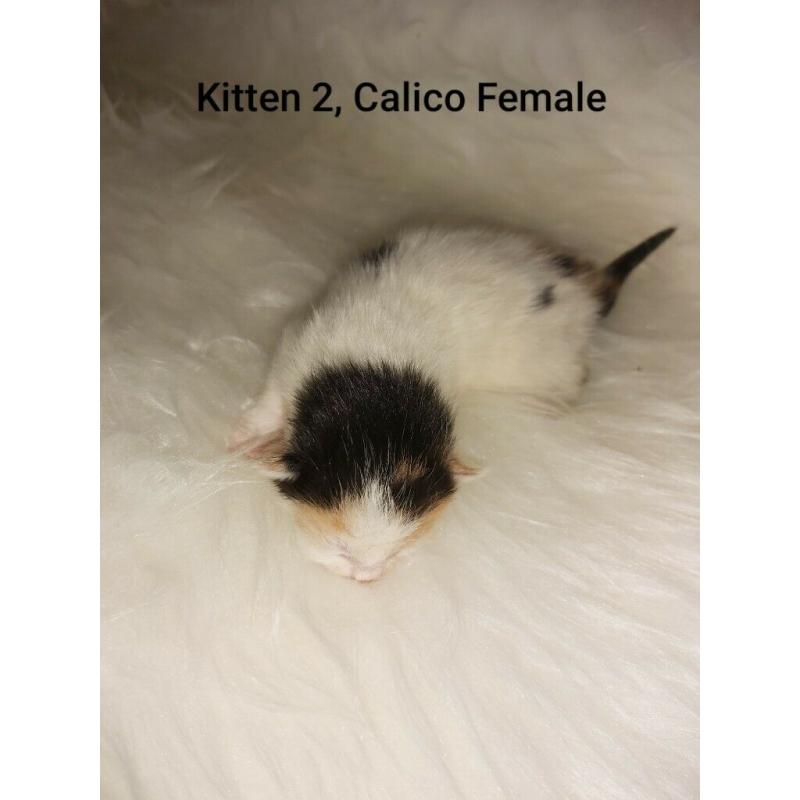 x7 Beautiful little Kittens looking for a loving forever home!!! (ALL RESERVED)