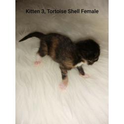 x7 Beautiful little Kittens looking for a loving forever home!!! (ALL RESERVED)