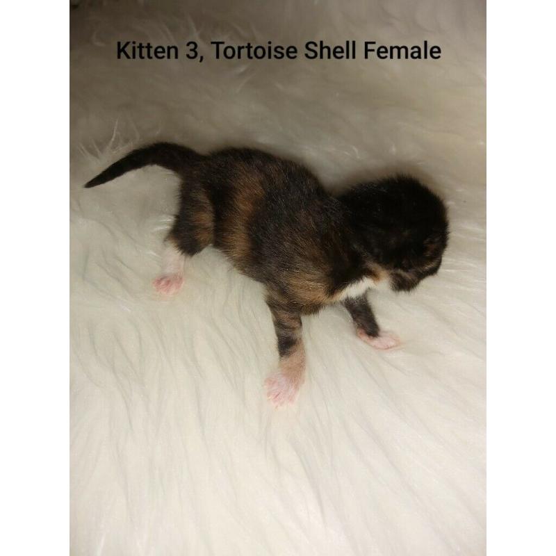 x7 Beautiful little Kittens looking for a loving forever home!!! (ALL RESERVED)