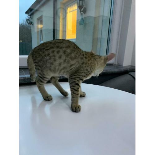Spotted Male for sale Glasgow