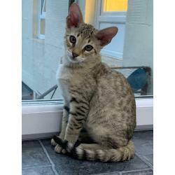 Spotted Male for sale Glasgow