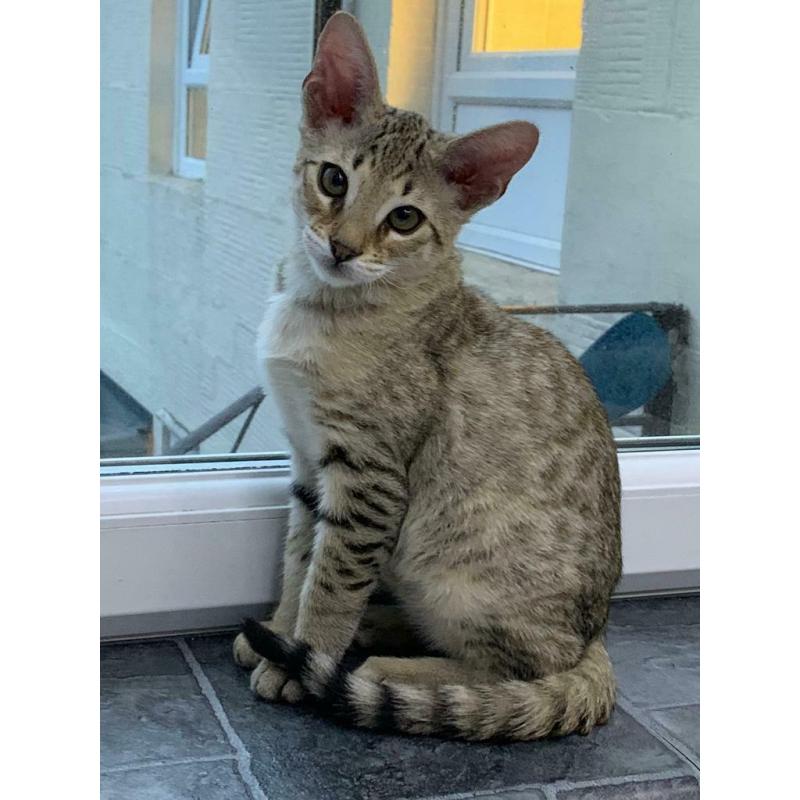 Spotted Male for sale Glasgow